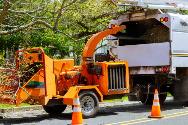 Leaf Removal in Sumner, WA